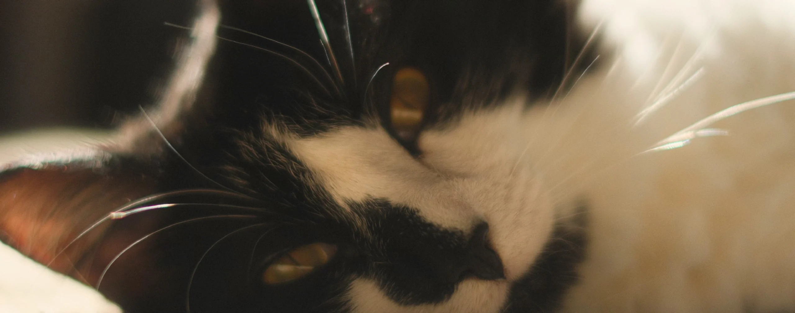 Close-up of a black and white tuxedo cat resting with partially open amber eyes and long whiskers.