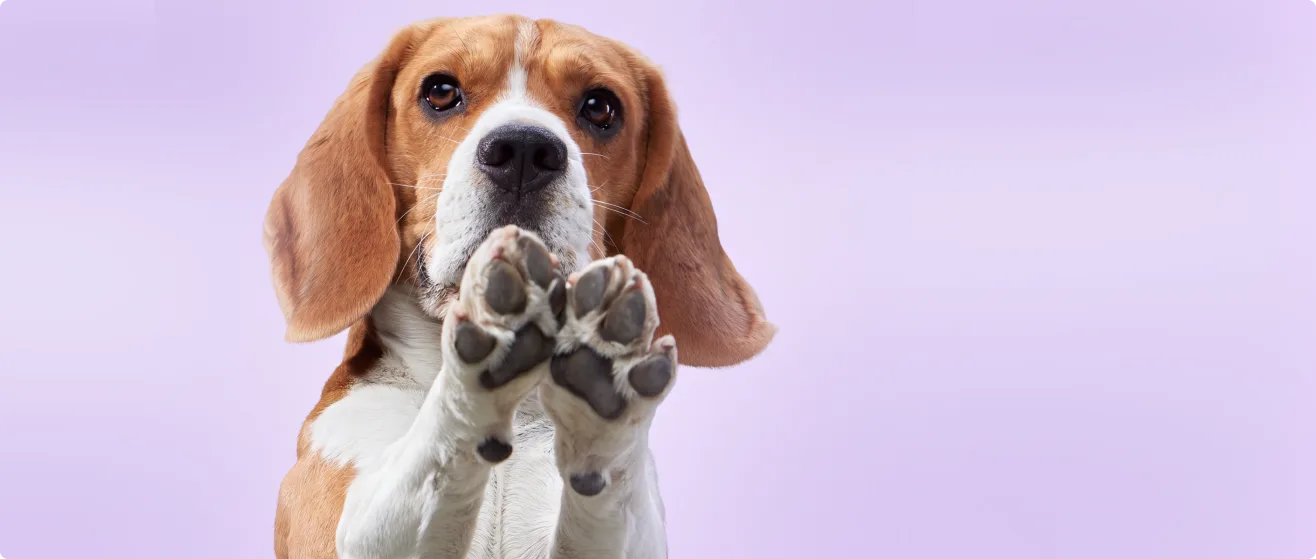Beagle Holding Up Both Paws