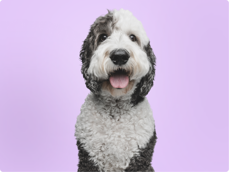 Sheepadoodle