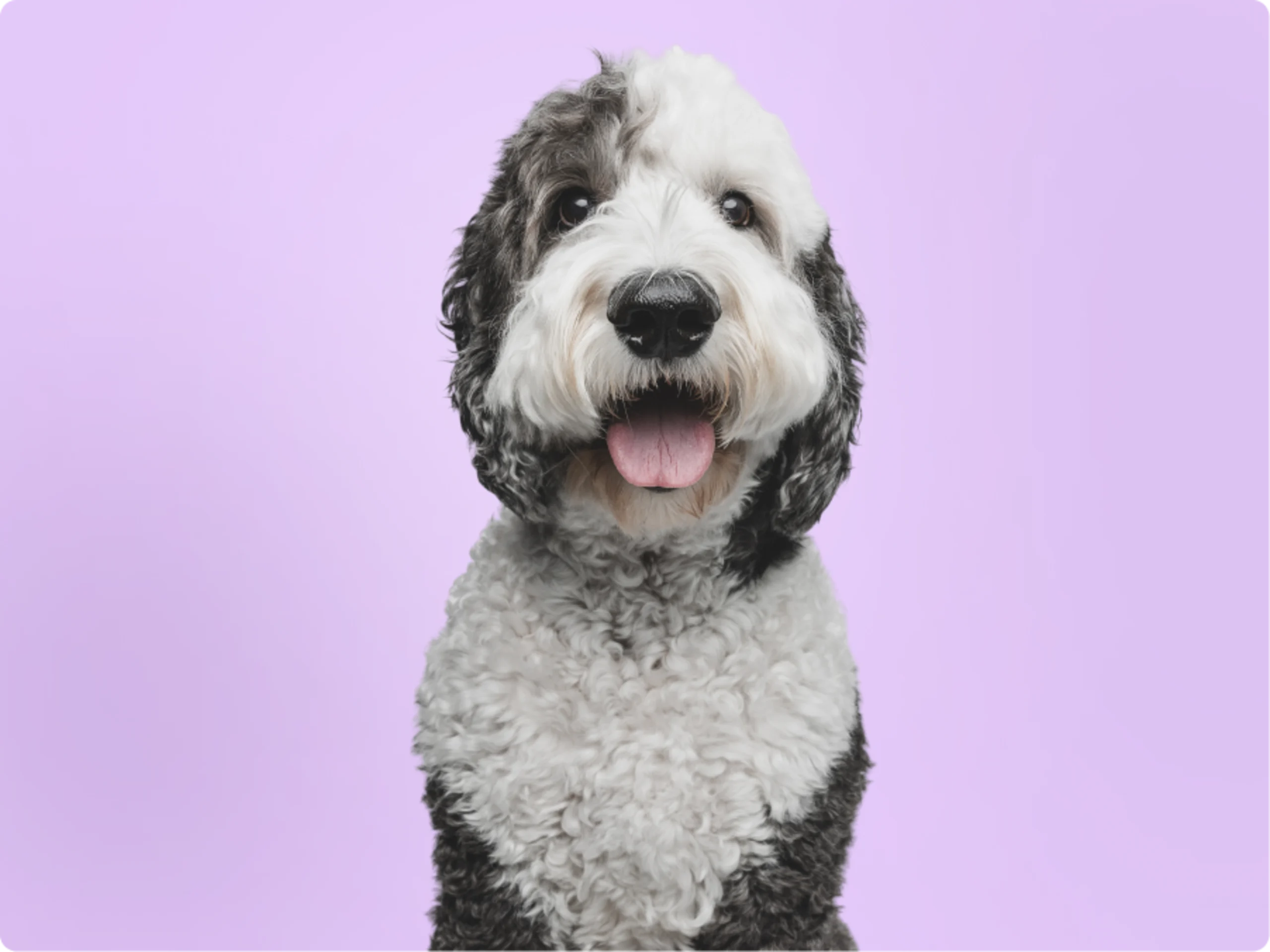 Sheepadoodle