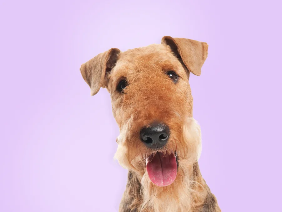 Airedale Terrier