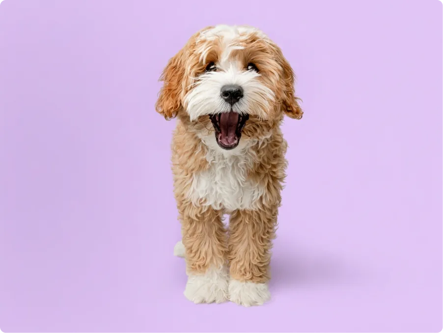 Cavapoo