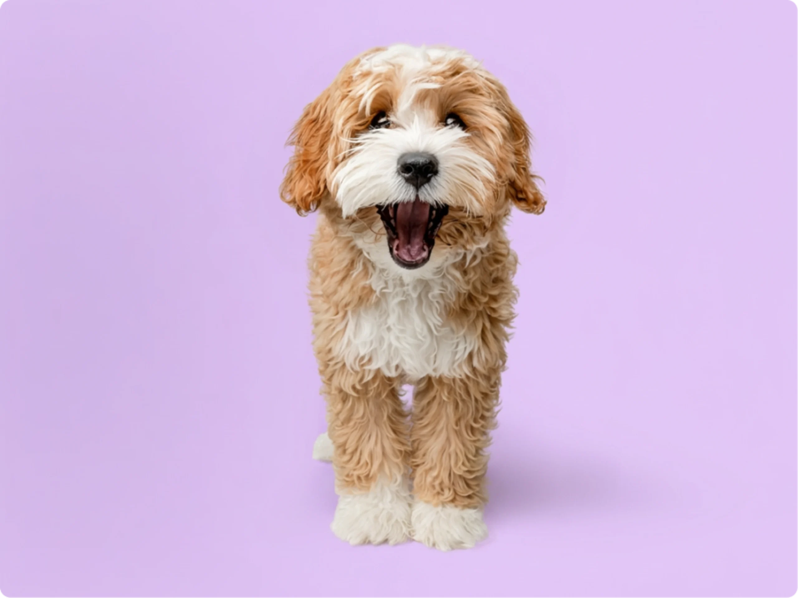 Cavapoo