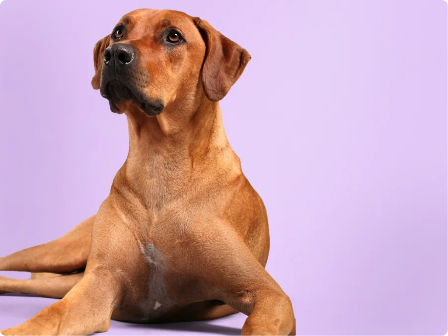 Rhodesian Ridgeback