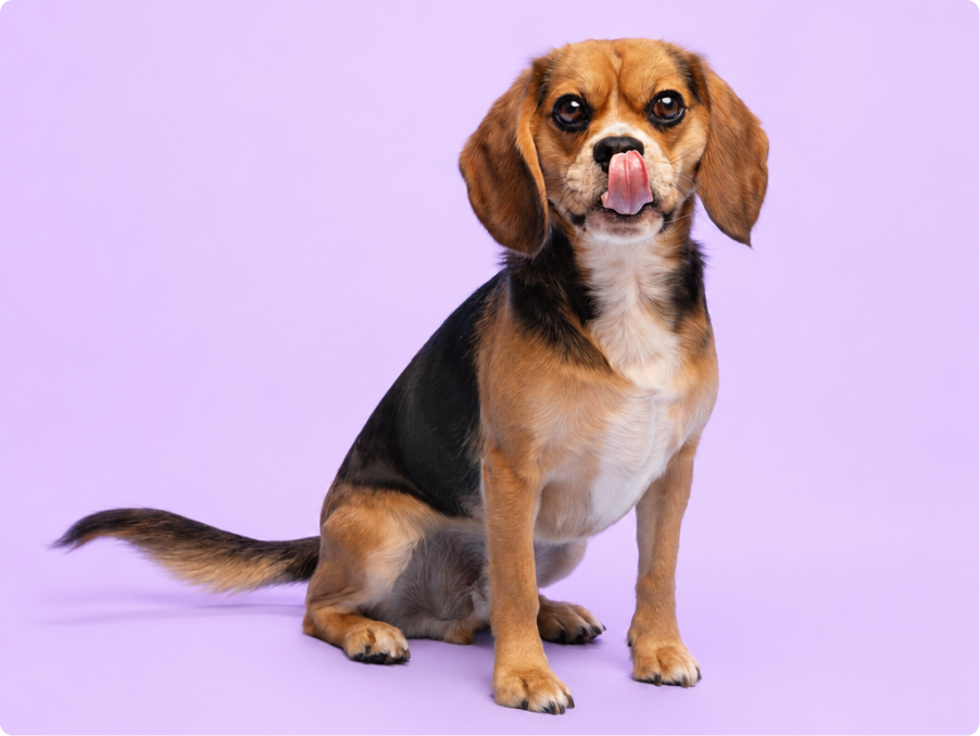 Beaglier
