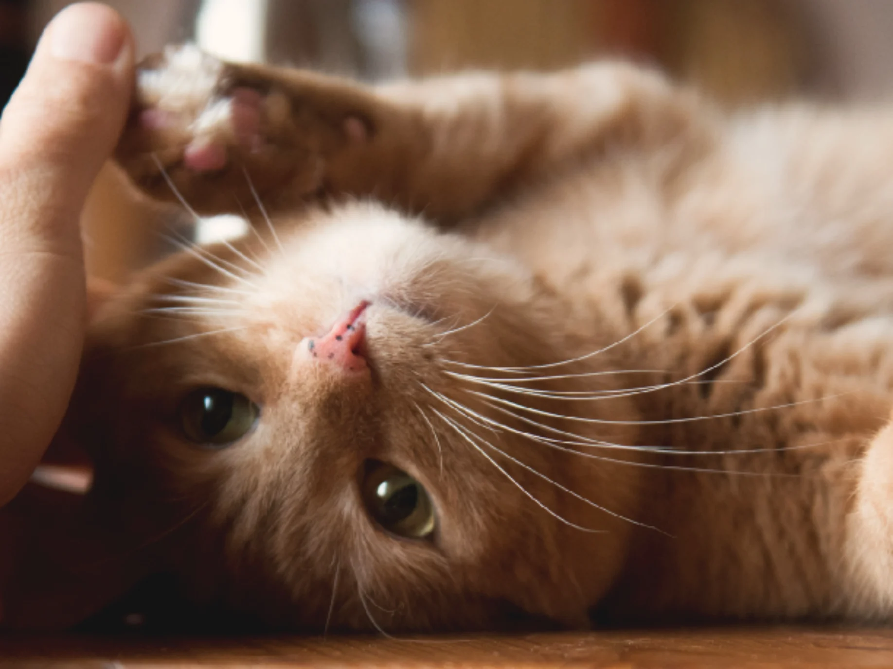 Orange tabby cat lying on its back, looking up while a hand gently pets its head.