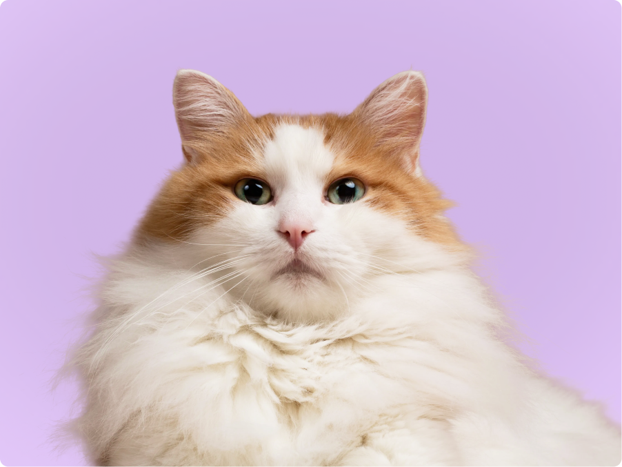 Turkish Van