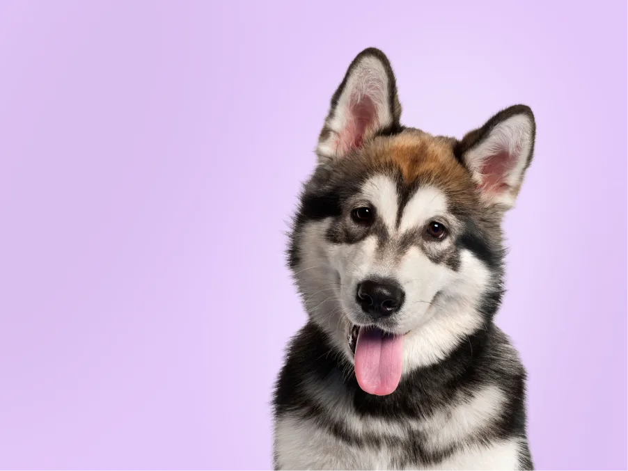 Alaskan Malamute