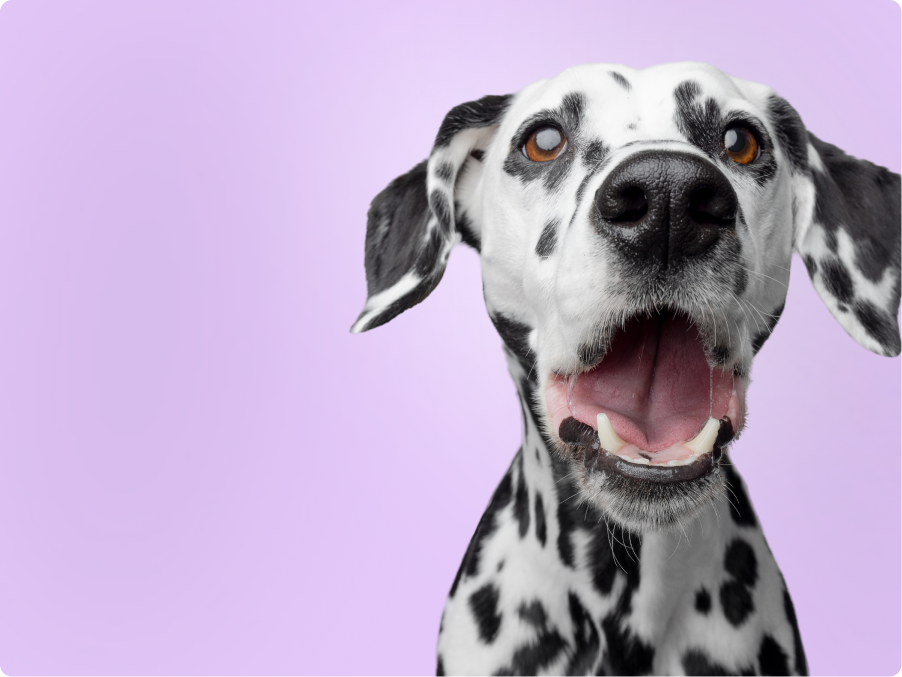 Dalmatian