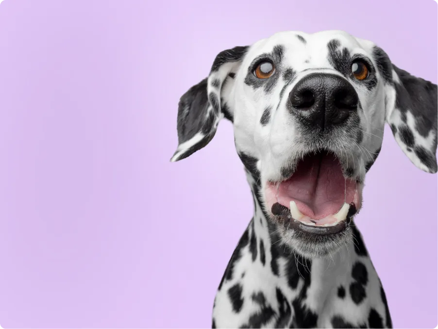 Dalmatian