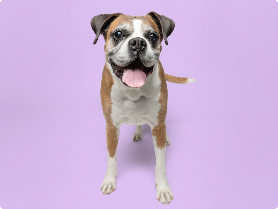 Boxer