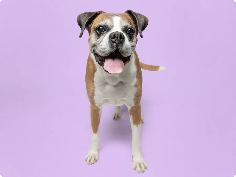 Boxer