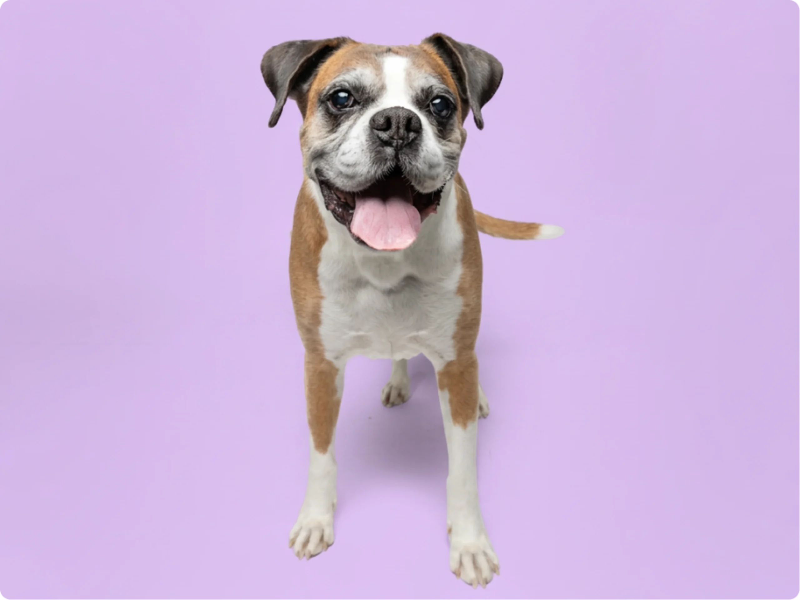 Boxer