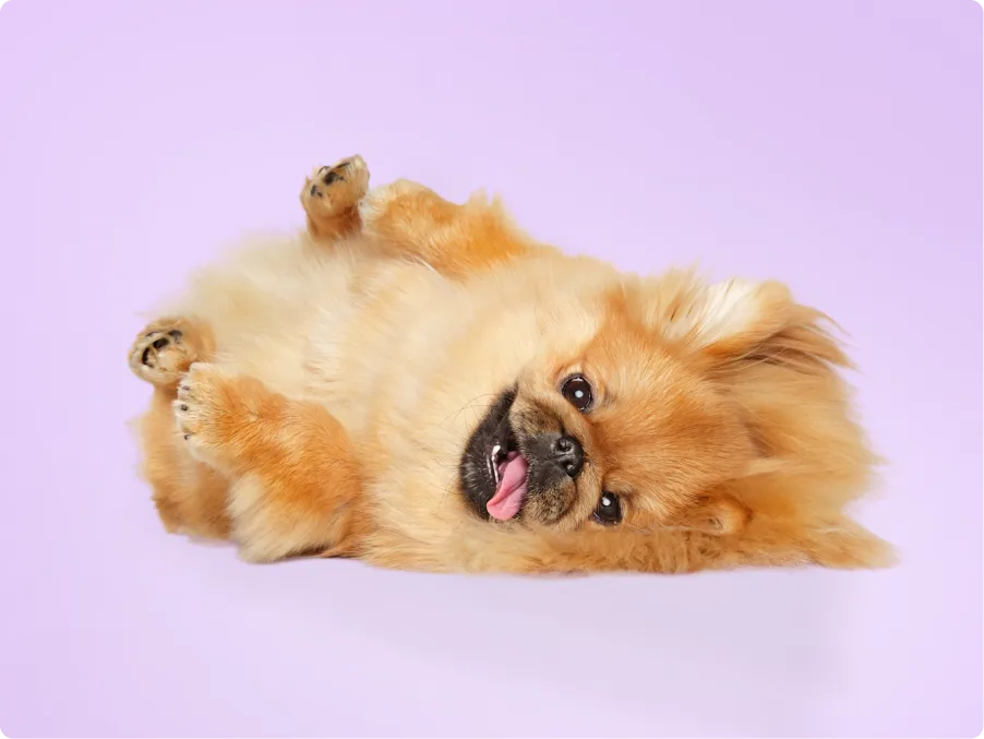 Pekingese