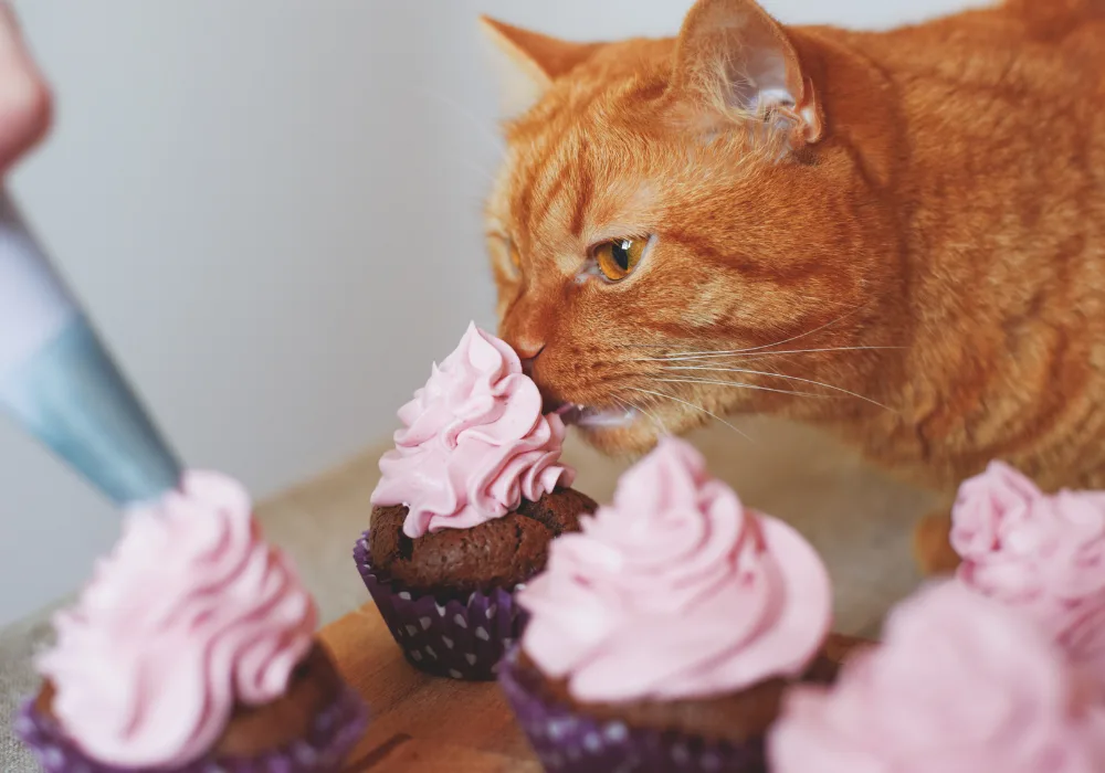 An orange tabby cat