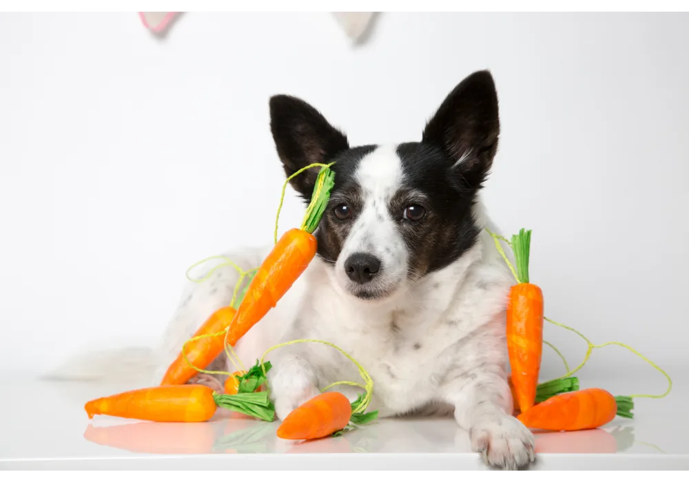 Foods Dogs Can Eat