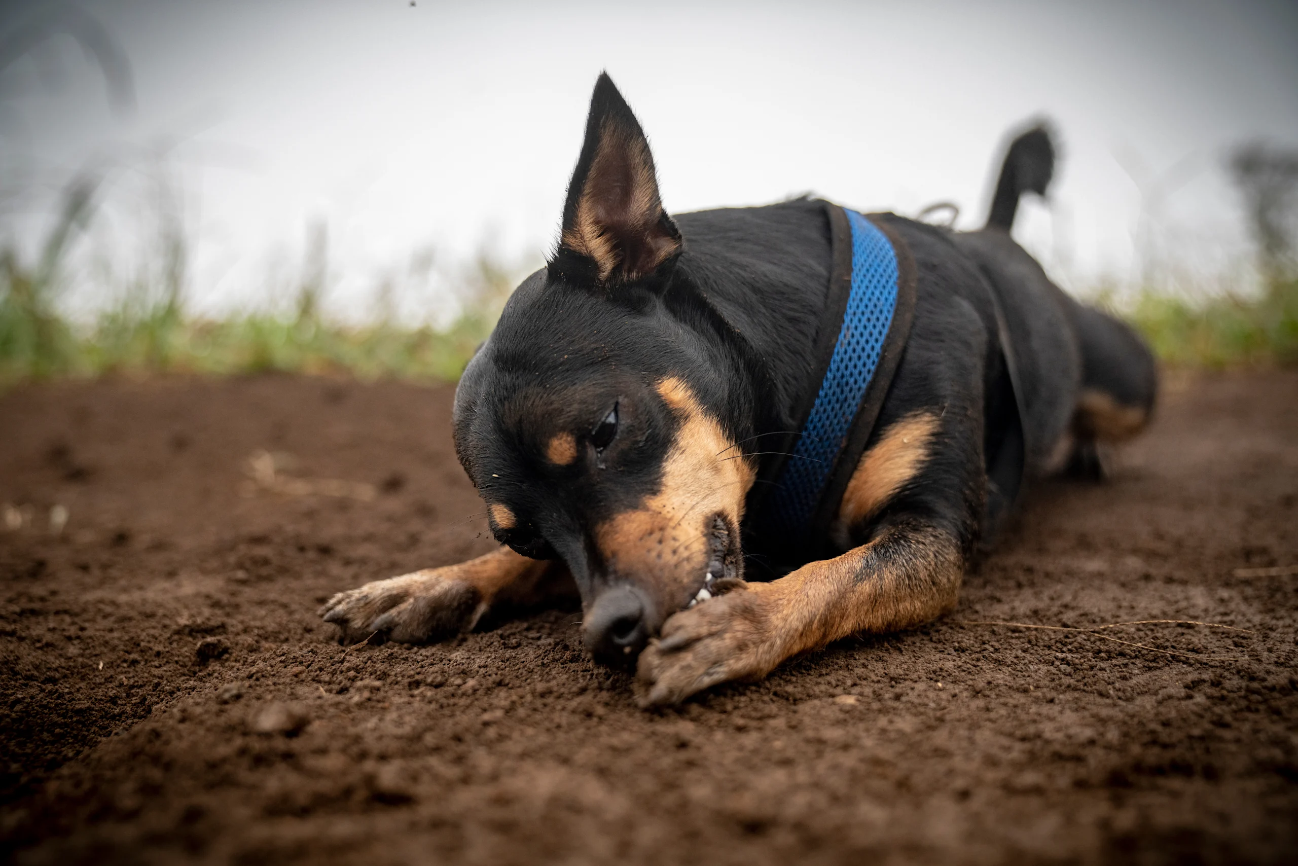 Dog Licking Paw