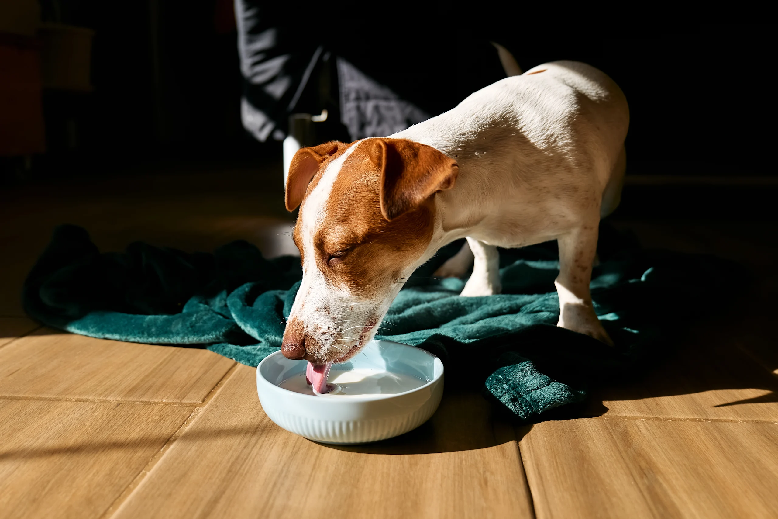 A Jack Russell terrier laps at a shallow white bowl of milk in a patch of warm sunlight, tongue mid-lick.