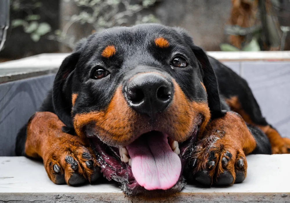 Cute Rottweiler for Fun Facts