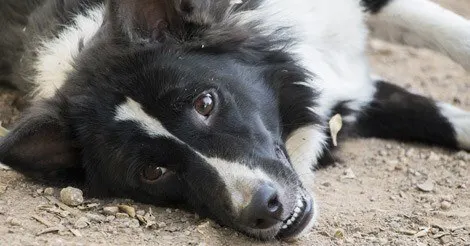 dog-eats-poop