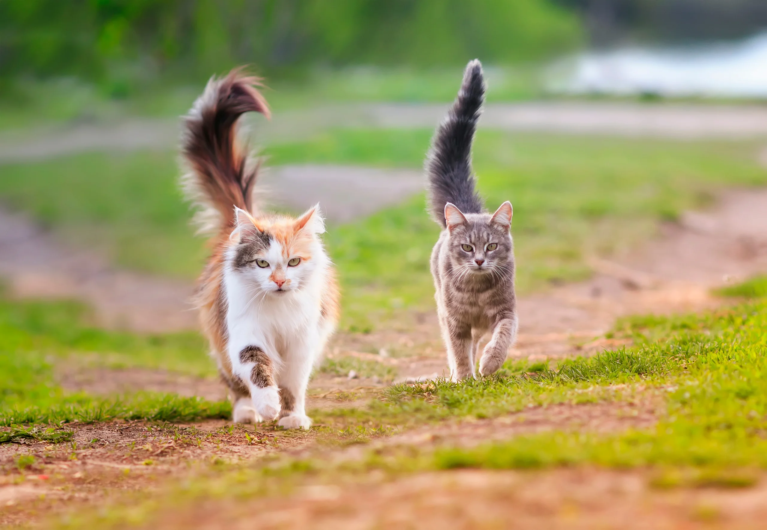 Two healthy cats walking outdoors on a grassy path, illustrating proper nutrition and feeding portions for active felines.