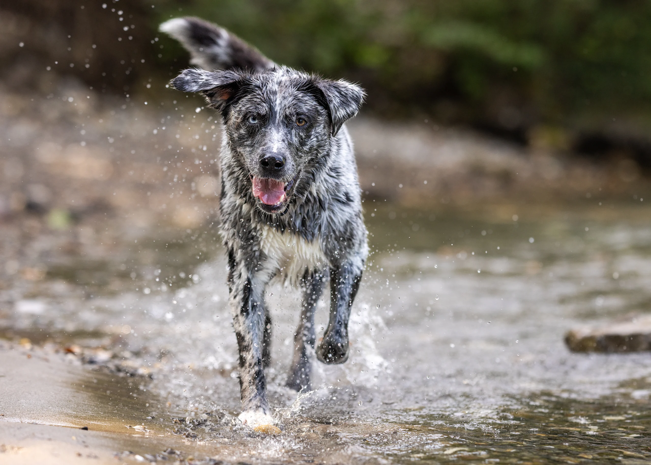 Aussiedor playing in water
