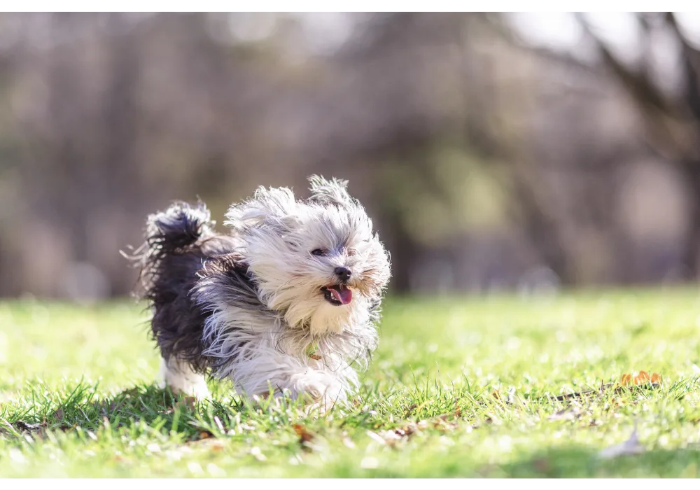 Morkie running on the grass