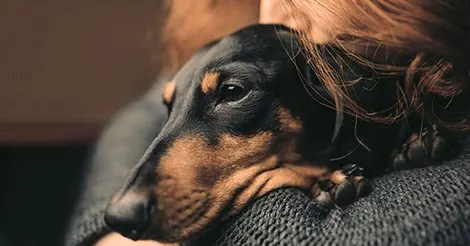 sad looking dachshund