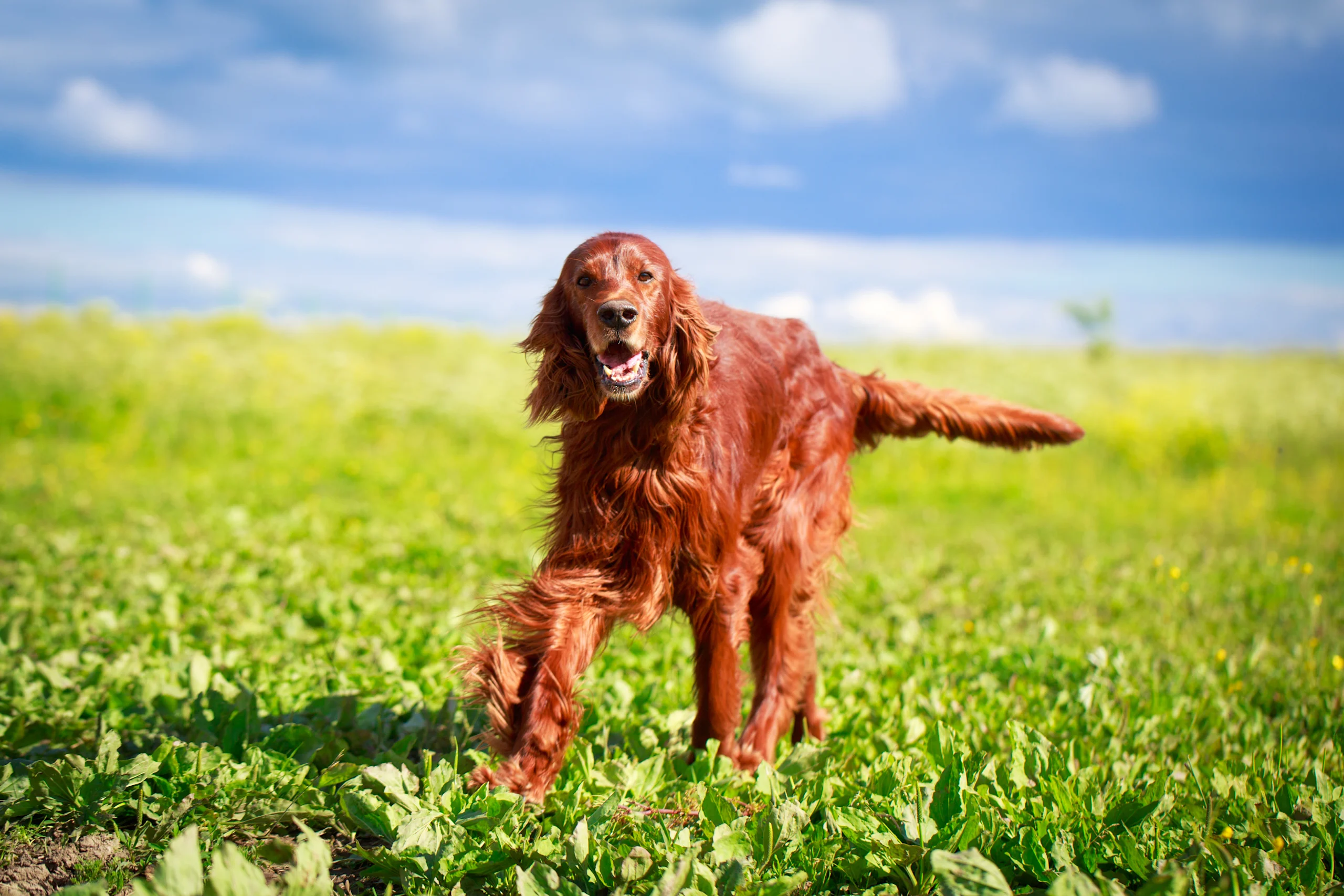 Irish Setter Dog Standing in Grass