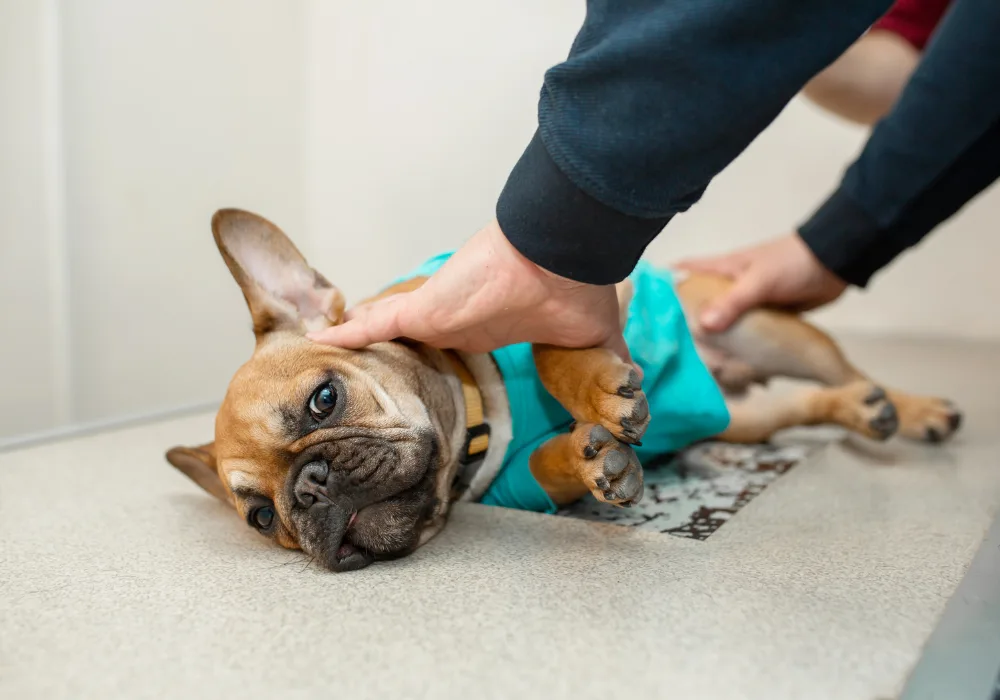 French Bulldog