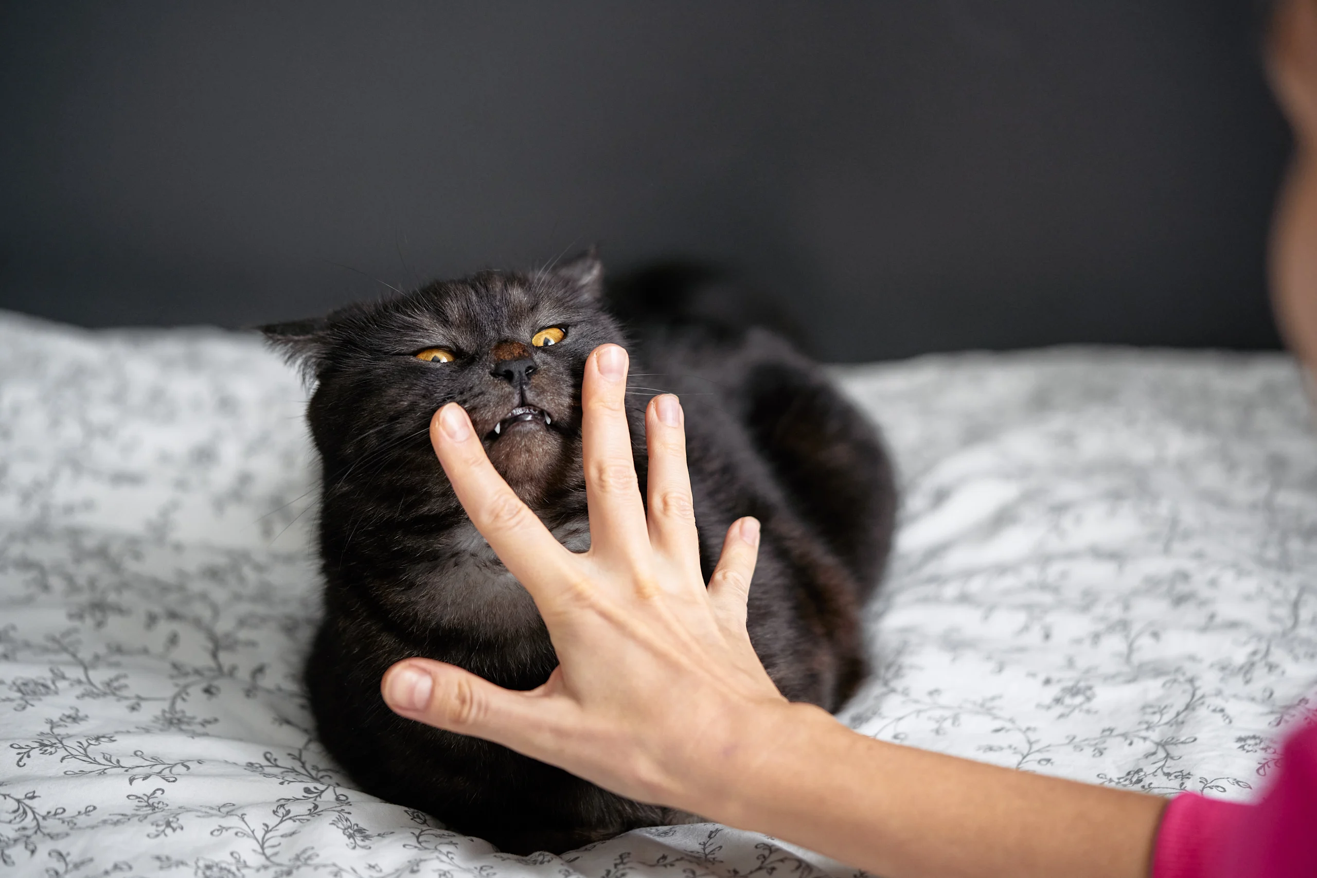 Dark Cat Baring Teeth as a Hand Reaches Toward It