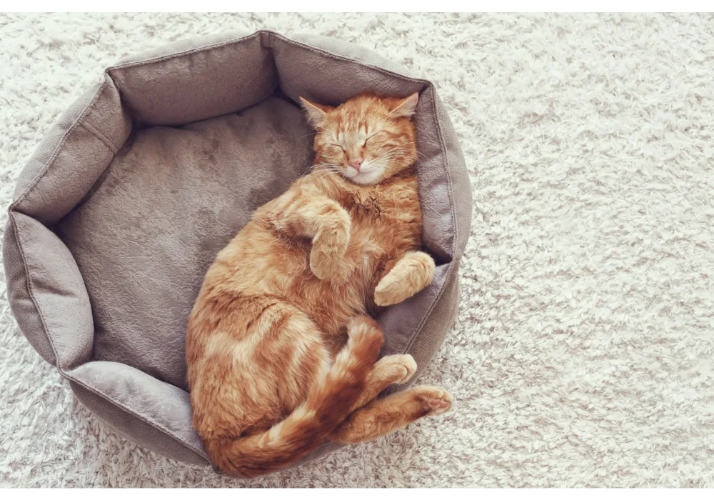 Cat Sleeping in a comfortable bed
