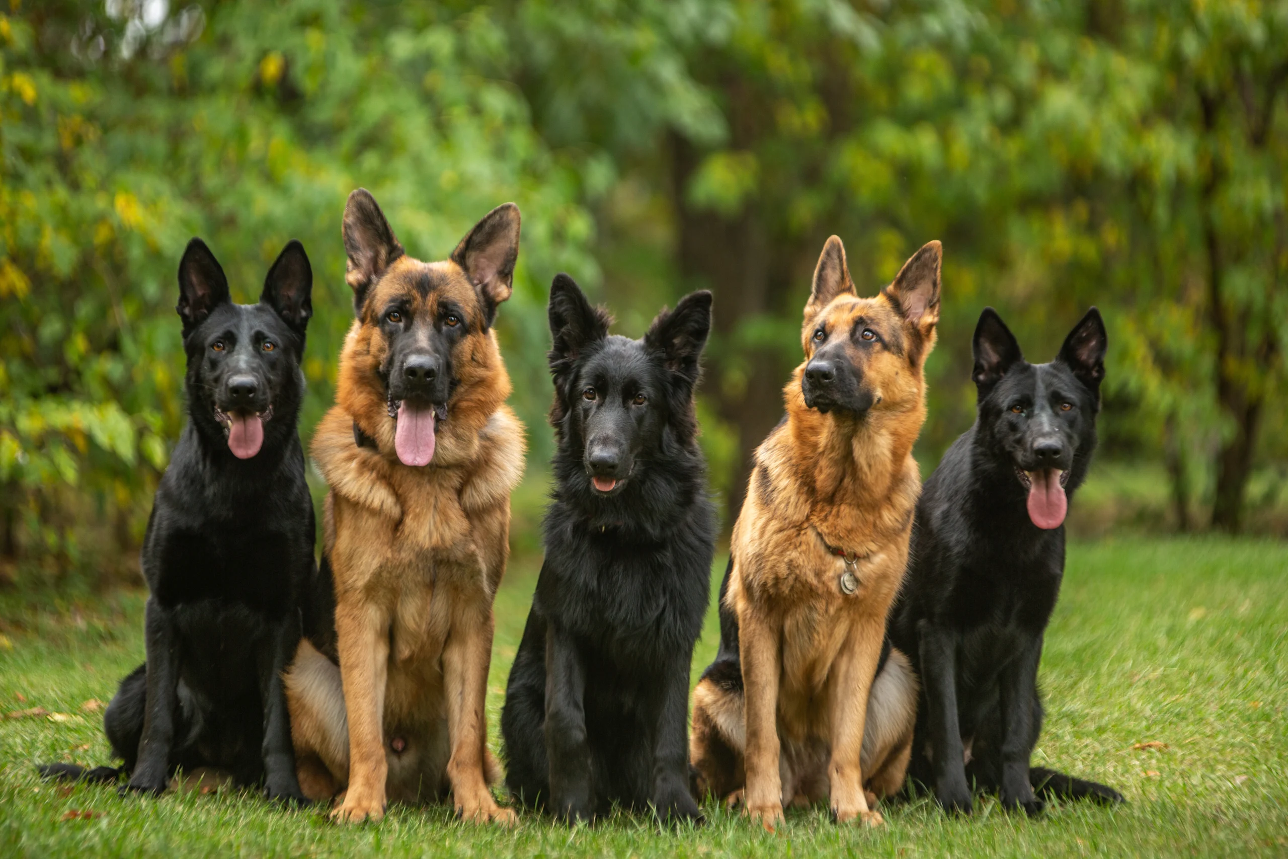 Five German Shepherds Sitting Together in a Row