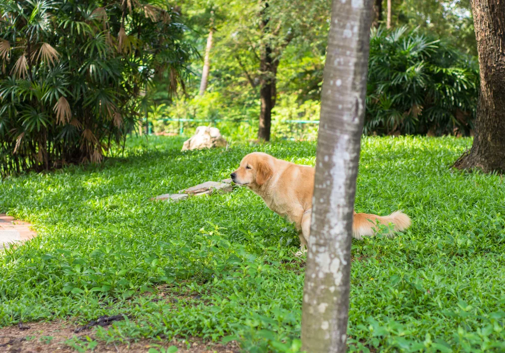 golden retriever relaxes on lush green grass in a park,