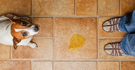 dog-pee-on-tile-floor