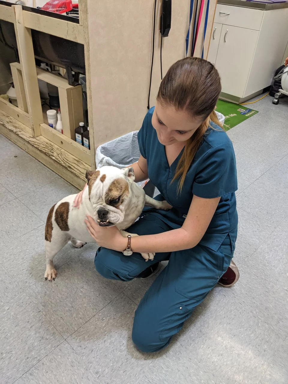 Alison Ukockis Veterinary Technician & Writer