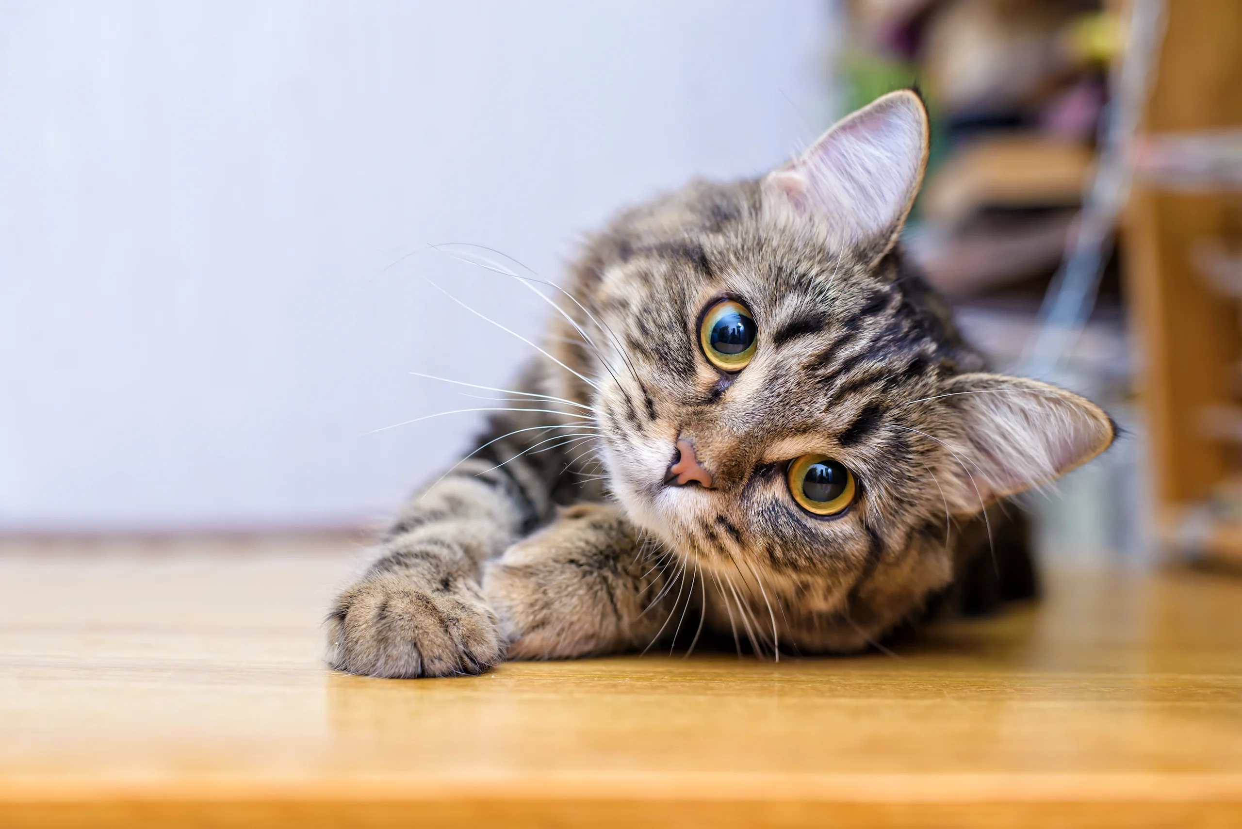 Tabby Cat Lying on the Floor With Head Tilted