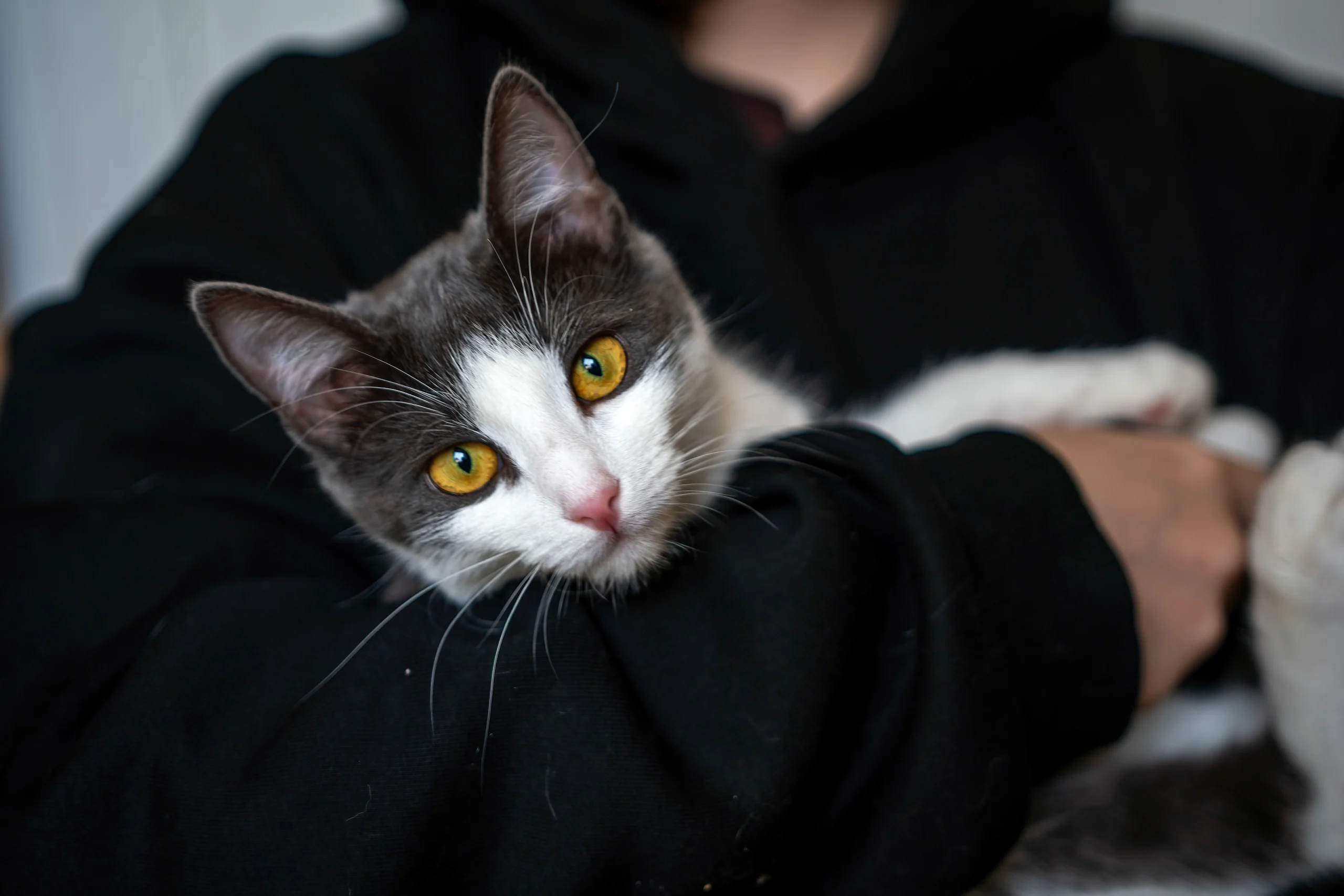 What a Calm, Content Cat Looks Like in Your Arms