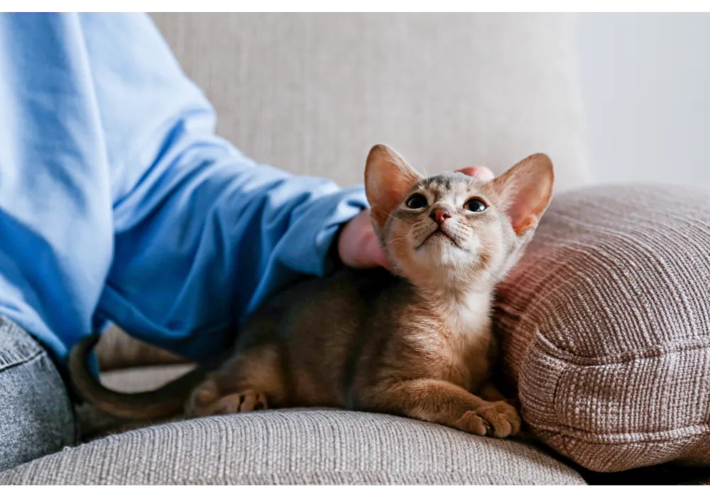 Cost Of Owning Cats
