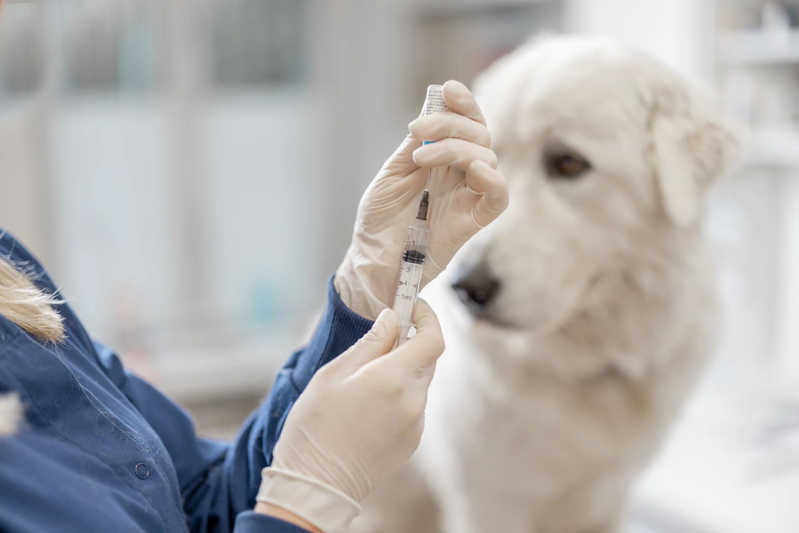 A vet prepares an injection while a white fluffy dog waits in the background.