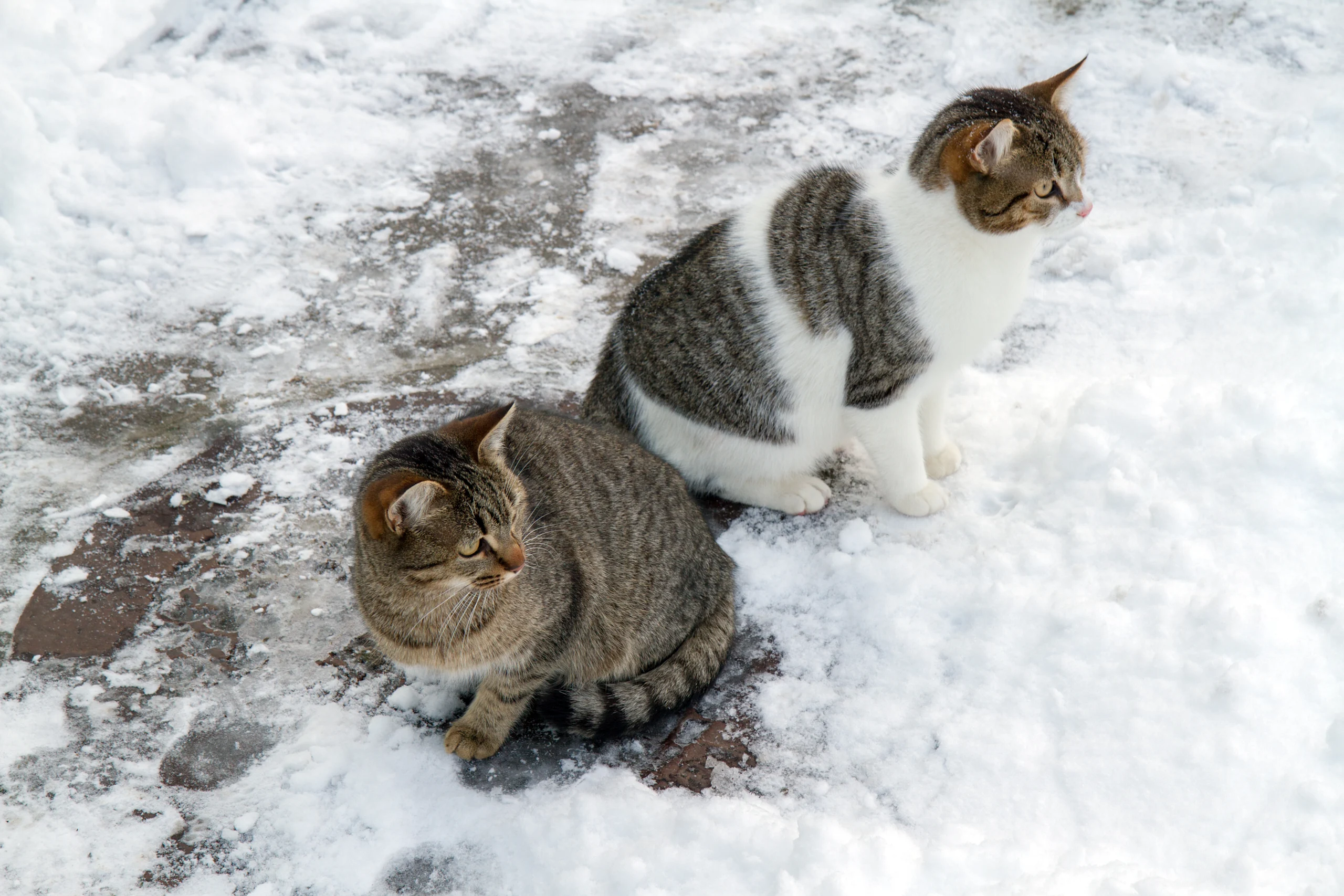 Two Outdoor Cats Sitting in Snow