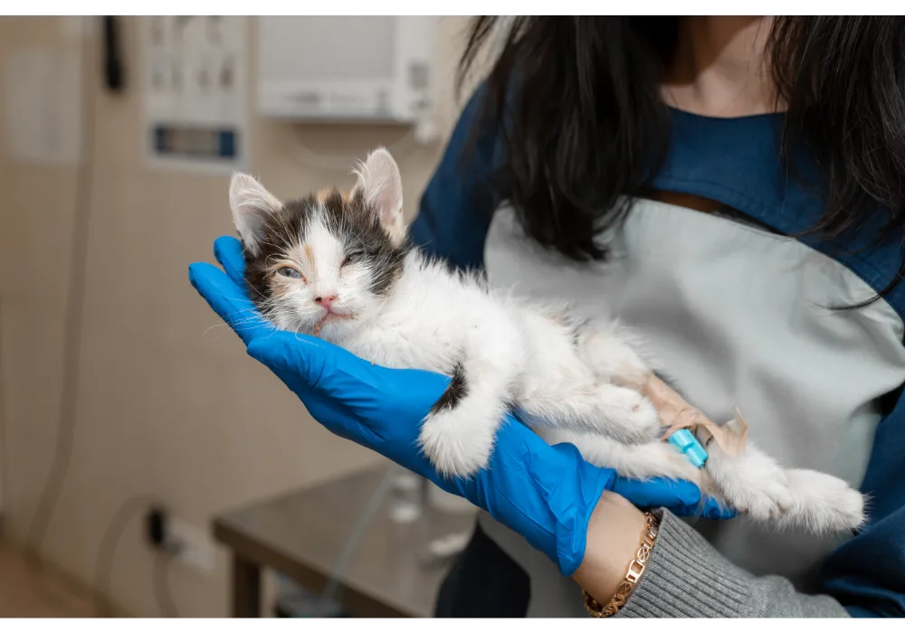 A vet professional gently holds a small kitten during one of its first vet visits
