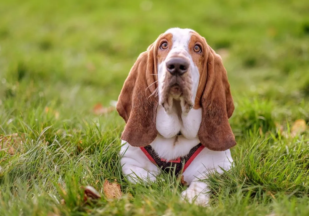 Basset Hound Resting on Grass