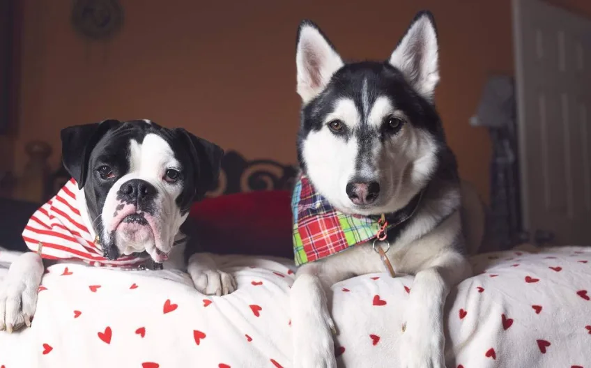 two dogs sitting quietly on a bed after being trained not to bark