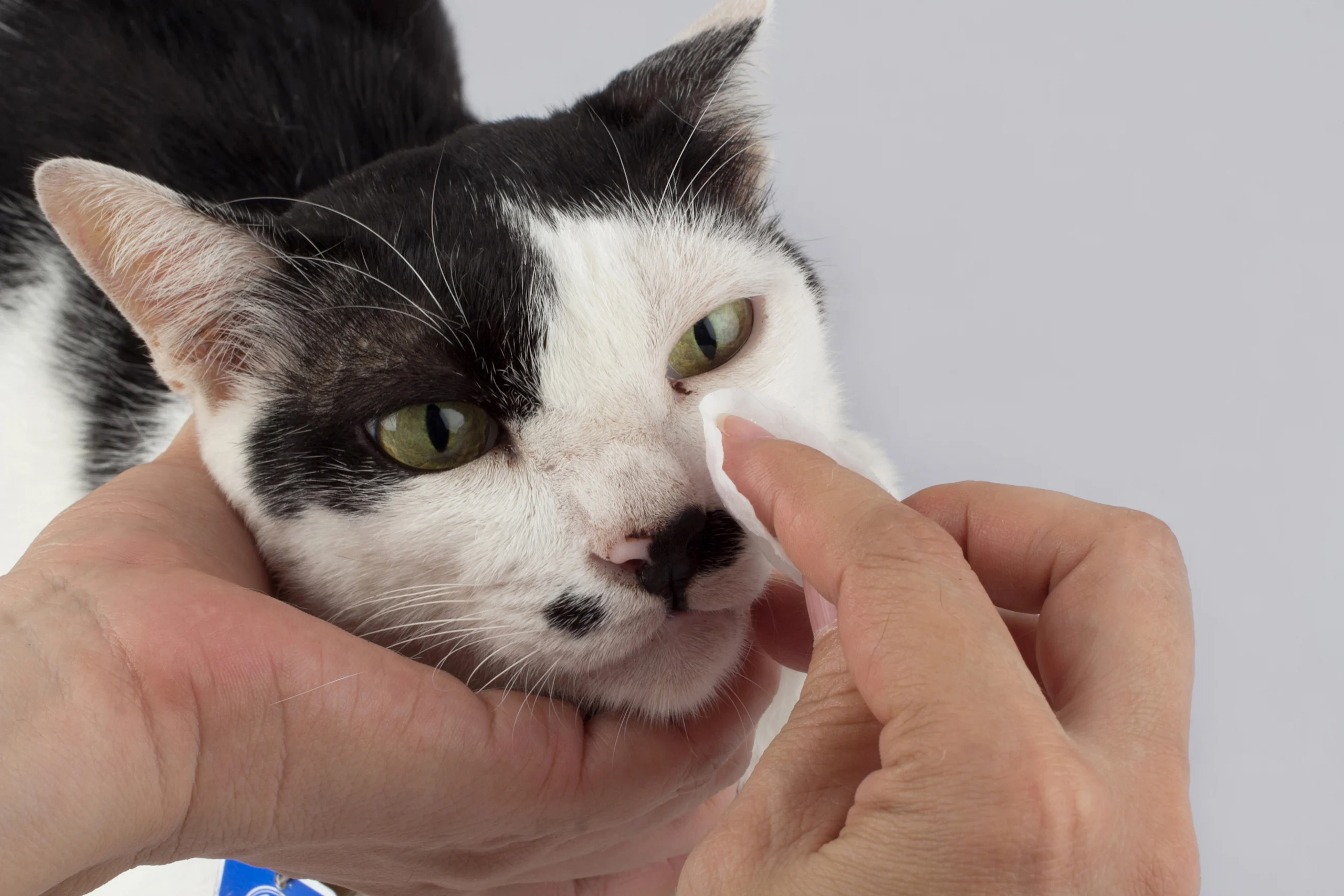 Wiping a Black and White Cat's Watering Eye