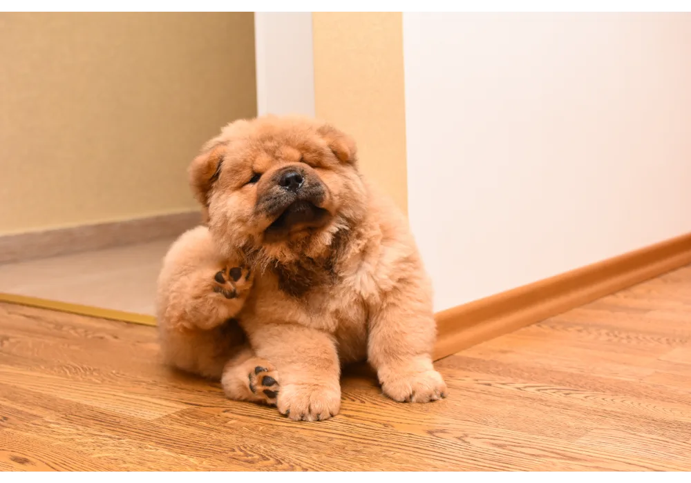 An adorable fluffy puppy scratches behind its ear, a common sign that may indicate the need for flea treatment for dogs.