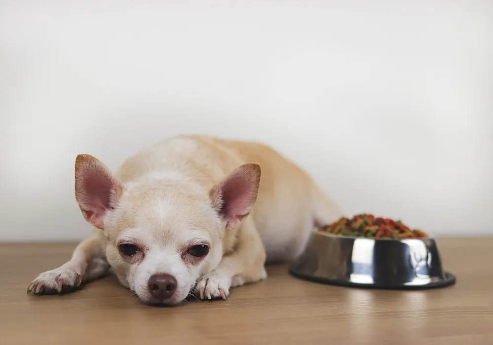 A Chihuahua is lying down next to a full bowl of dog food, appearing uninterested or tired.