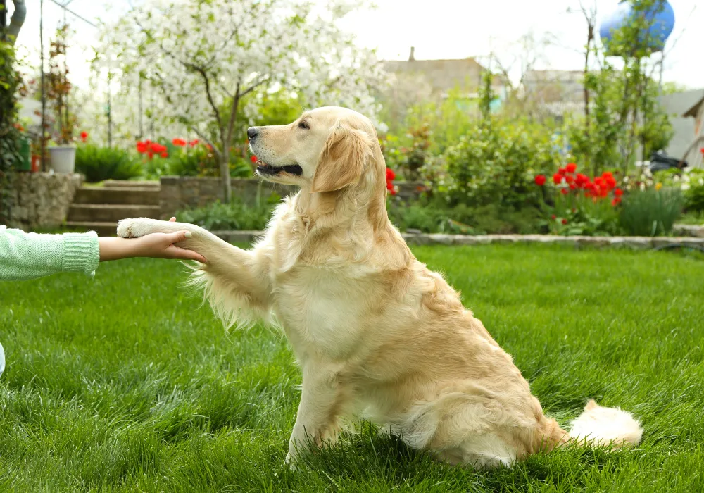 Female Dog Names