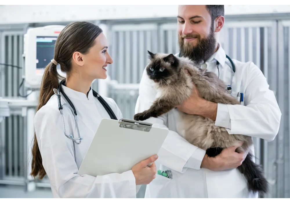 Two veterinarians consult about a Ragdoll cat's care