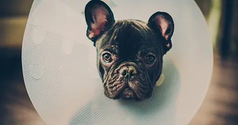 french bulldog puppy in a cone after getting neutered